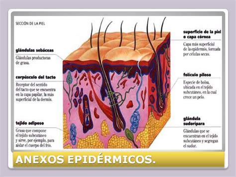 Estructura Del Sistema Tegumentario Humano | Images and Photos finder