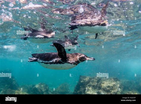 Galapagos penguins (Spheniscus mendiculus) swimming underwater at ...