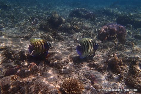 Snorkeling in Green Island | Snorkeling the Great Barrier Reef, Australia