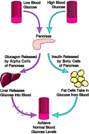 Blood glucose - Biology Notes for IGCSE 2014