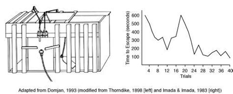 Thorndike Theory