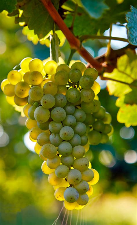 Vine Wise: Florida's Grape | Palm Beach Illustrated