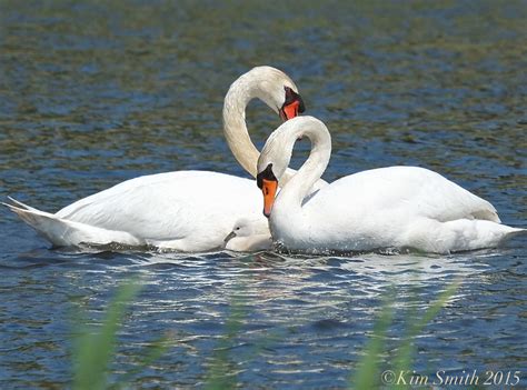 how to tell the difference between a male and female swan | Kim Smith Films