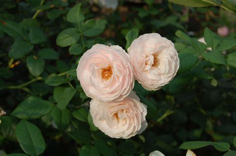 Jeannie's Fairy Rose Louisiana Garden: Beautiful Heritage Roses