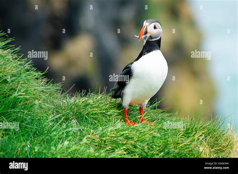 A puffin holding fish in his mouth, on a cliff, in southeastern Iceland ...