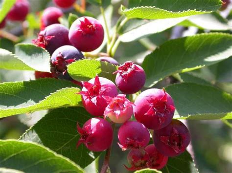 Amelanchier laevis / Allegheny serviceberry | Flora, Garden, Fruit