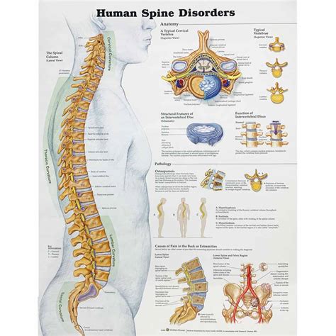 The Human Spine-Disorders | HiTech Therapy Online