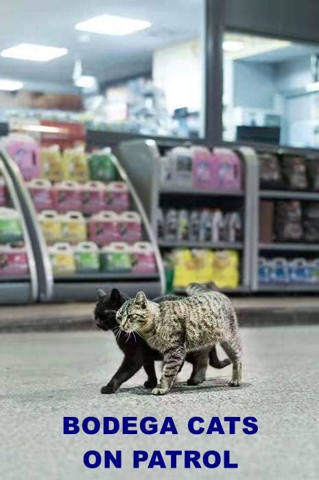 BODEGA CATS ON PATROL - Lolcats - lol | cat memes | funny cats | funny ...