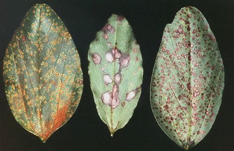 Rust of Faba Bean - Field Crop Diseases Victoria | Field Crop Diseases Victoria