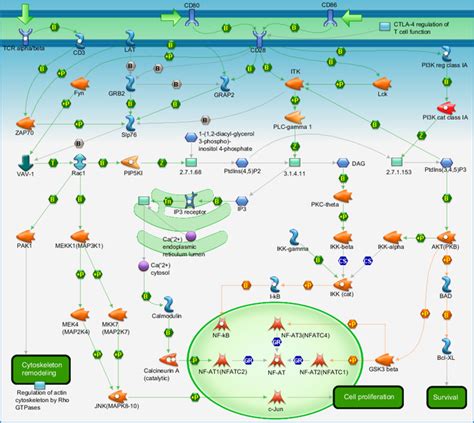 Immune response - CD28 signaling Pathway Map - PrimePCR | Life Science | Bio-Rad