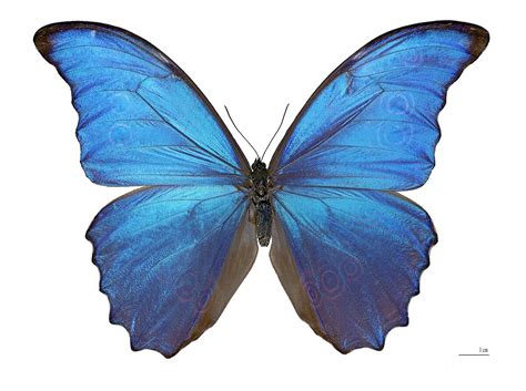 Morpho - Wikipedia