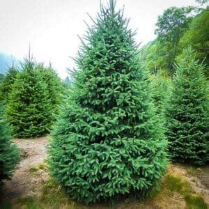 Black Hills Spruce For Sale | Compare Best Prices | Top Nurseries