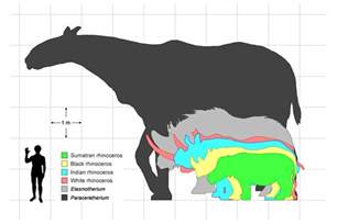 Paraceratherium, the largest land mammal that ever | Earth Archives