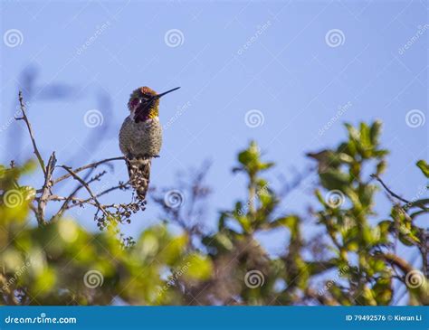 Anna`s Hummingbird Calypte Anna Stock Photo - Image of iridescent, palo ...