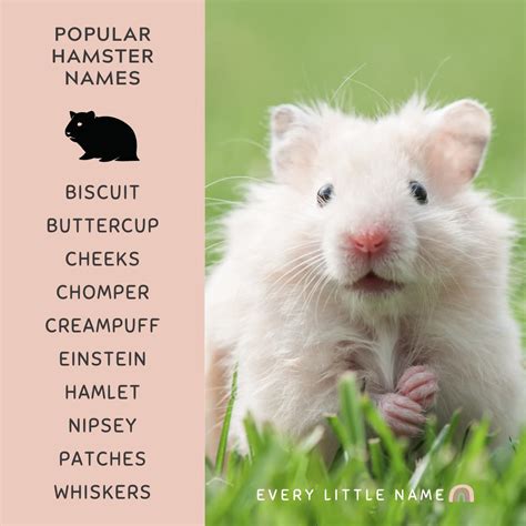 240+ Best Hamster Names (Cute, Funny, and Quirky) - Every Little Name