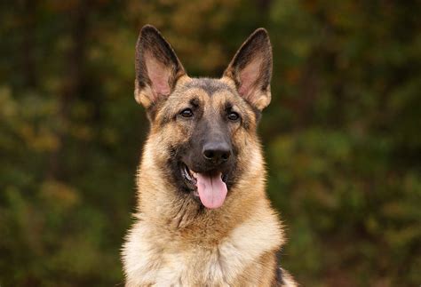 Sable German Shepherd Photograph by Sandy Keeton