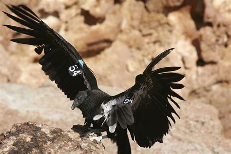 Endangered California Condor to Return to its Original Habitat After a Century | Latin Post ...