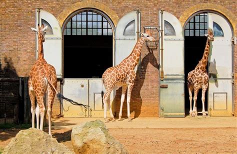 ZSL London Zoo, Regent's Park, England - Map, Facts, Location