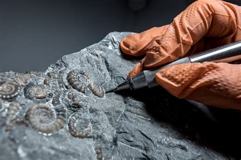 Salvaging Fossils on the Jurassic Coast | Hakai Magazine