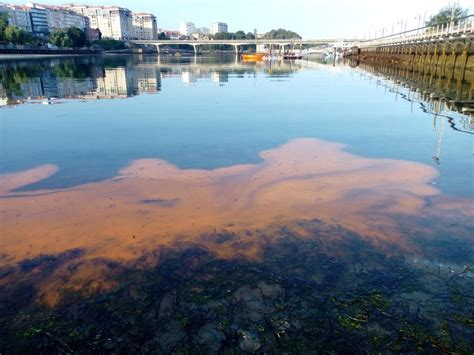 Marea vermella de Noctiluca scintillans en Bouzas - VGOHAB