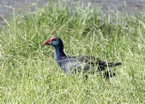 The Purple Swamphen by Alex Lamoreaux | Nemesis Bird