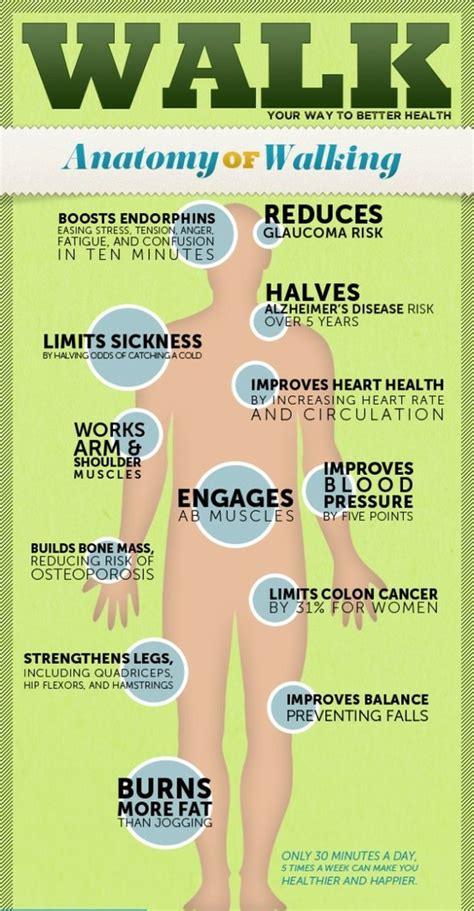 Anatomy of Walking