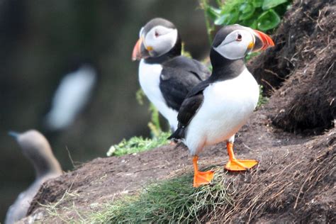 Irish Wildlife Trust - Dublin Branch: 7th July - Trip to Ireland's Eye