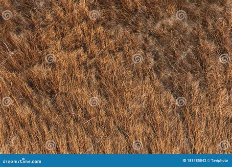 Llama fur detailed texture stock photo. Image of curled - 181485042