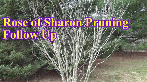 Pruning Rose of Sharon 2020 Follow Up - YouTube