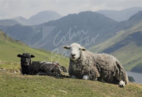 Herdwick Sheep & Lamb, Buttermere, Lake District Postcard (H Std CB ...