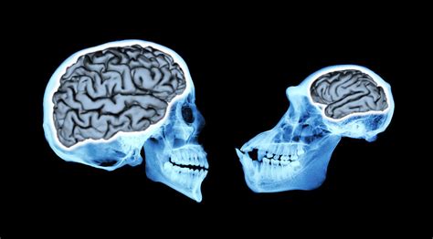 Human Brain Size Evolved Gradually Over 3 Million Years | GW Today ...