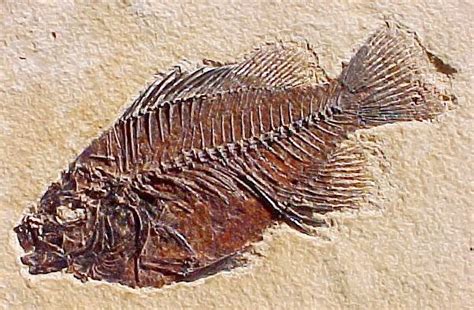 Science online: The types of the fossils and the ways of formation