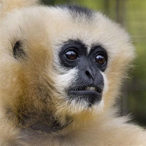 Enchanting White-Cheeked Gibbons in the Tropical Rainforests