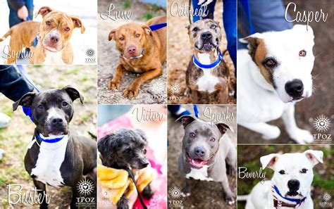 BARCS Adoptable Dogs :: December 2012