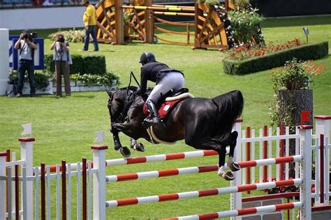 Caballos Hannoverianos, una de las principales razas del salto - https://www.noticaballos.com ...