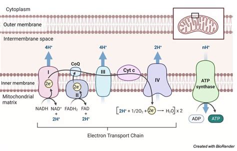 Chemiosmosis: Definition, Mechanism, and Function