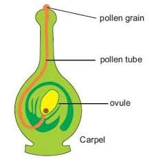 Give one example of Chemotropism.