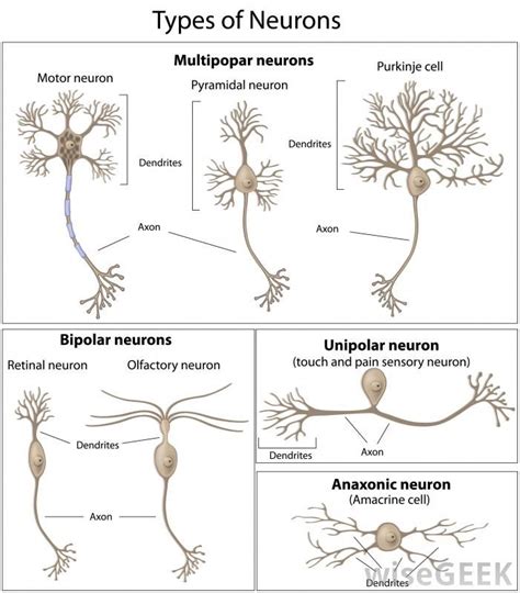 neurons and their functions