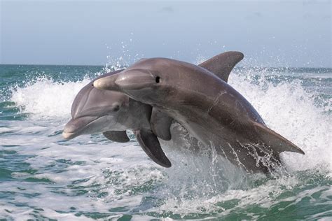 Download Ocean Animal Dolphin HD Wallpaper