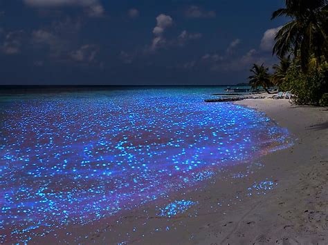 Vaadhoo Beach In The Maldives Glows In The Dark - WorldAtlas