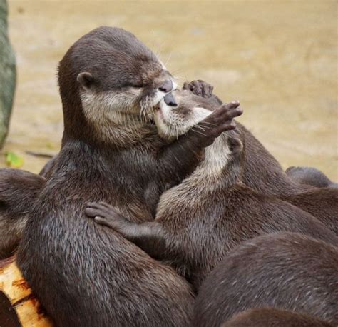 15 preciosas imágenes de animales besándose