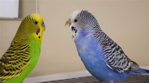 Parakeets being cute (grooming, etc.) in REAL 4K video (Panasonic Lumix GX85) - YouTube