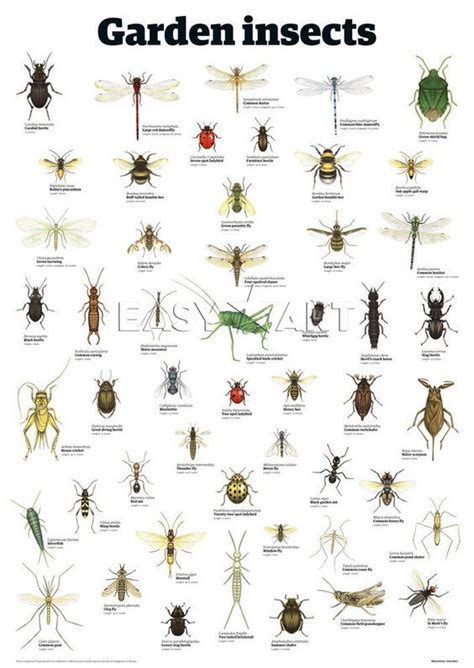 technology Prints, Posters & Framed Pictures at King & McGaw | Garden insects, Garden bugs ...