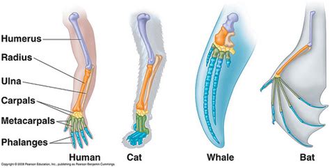 The Fossil Record - Biology | Socratic