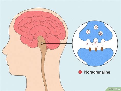 What Is Noradrenaline? Noradrenaline vs. Adrenaline