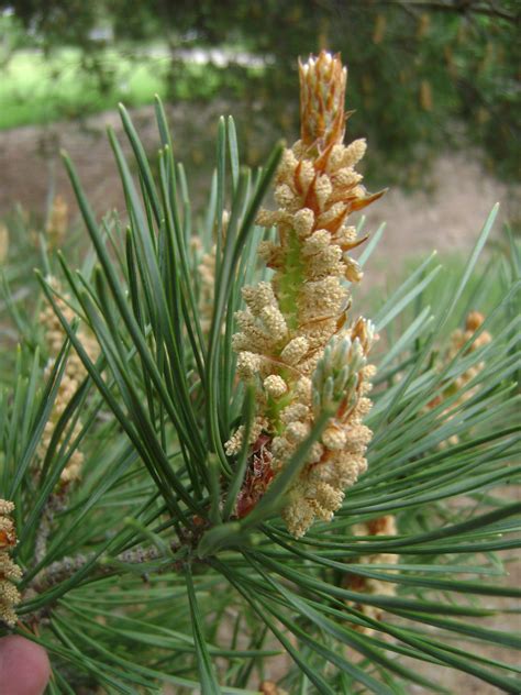 Pine, Scotch (Scots) | Nebraska Forest Service