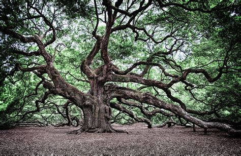 Angel Oak - Charleston Photograph by Daniel Hagerman