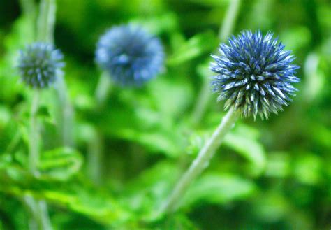 Selective focus photo of blue Globe Amaranth flower, hong kong HD wallpaper | Wallpaper Flare