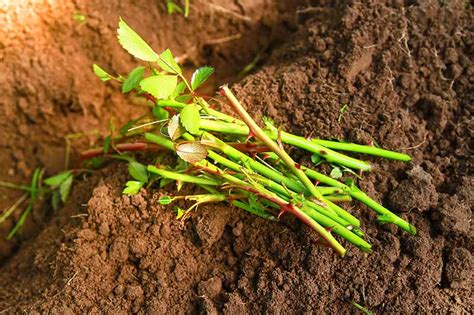 How to Propagate Roses from Cuttings | Gardener’s Path