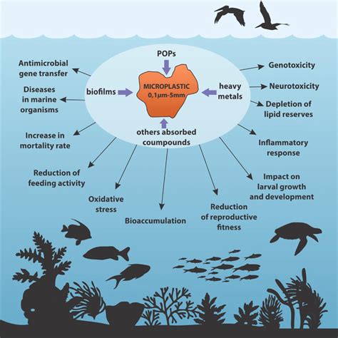 1 Ecotoxicological effects of microplastic and associated pollutants on... | Download Scientific ...